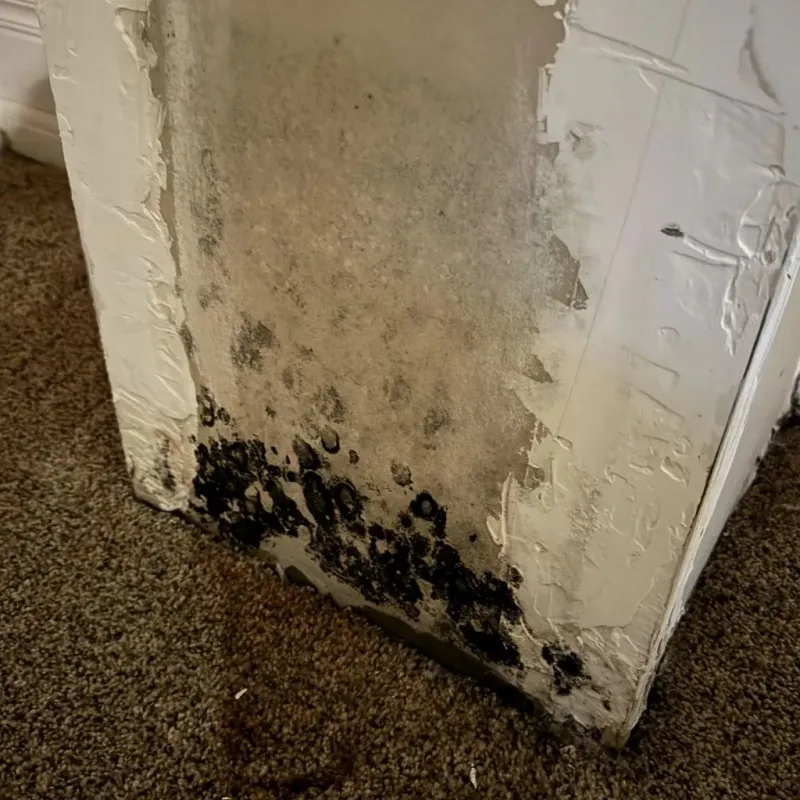 Professional Mold Removal in Ladera, CA